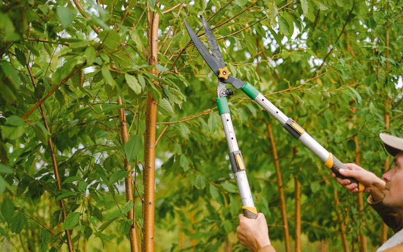 Tree trimming in Fremont, NC